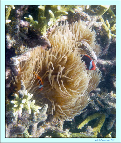 2009   07   Perhentians 026